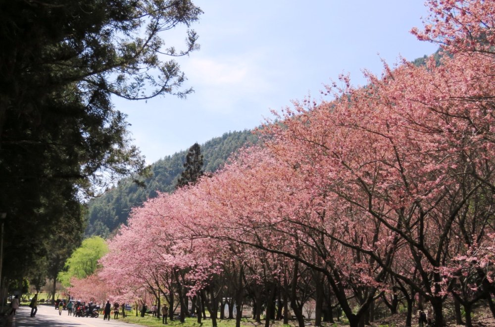 武陵農場櫻花季一日遊